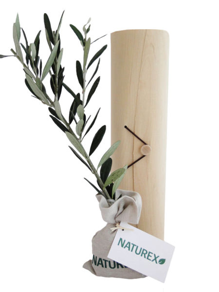 Le plant d'arbre en tube bois - Prestige personnalisable