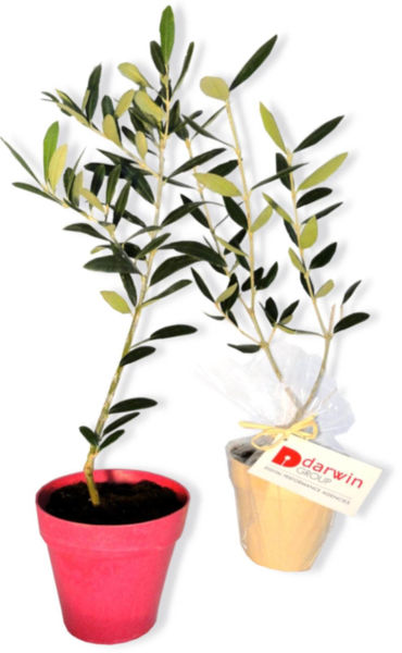 Plant d'arbre en pot Fibre de Bambou 10 cm -Prestige promotionnel