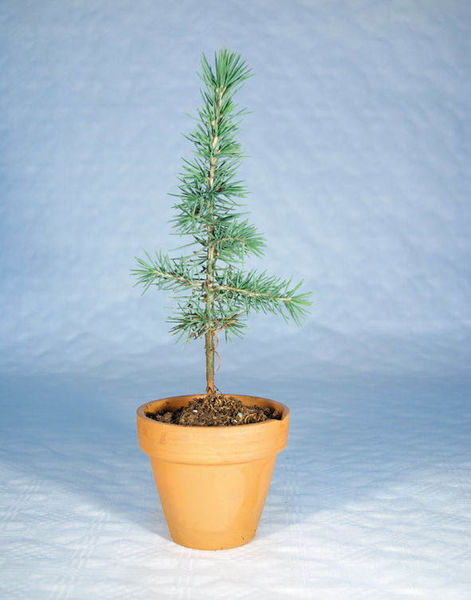 Plant d'arbre en pot terre cuite - Prestige personnalisable