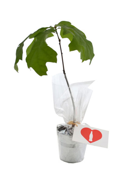 Plant d'arbre personnalisable | Ziggy