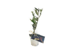 Le plant d'arbre en tube bois - Prestige personnalisable 6