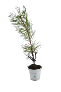 Plant d'arbre en pot zinc - Prestige pour entreprise 2