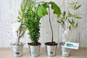 Plant d'arbre en pot zinc - Prestige pour entreprise 4