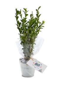 Plant d'arbre en pot zinc - Prestige pour entreprise 6