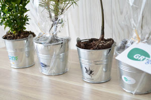 Plant d'arbre en pot zinc - Prestige pour entreprise 7