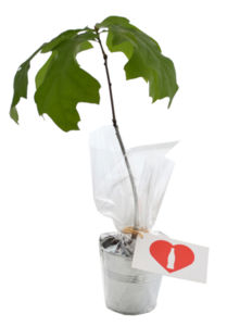 Plant d'arbre en pot zinc - Résineux promotionnel