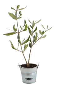Plant d'arbre en pot zinc - Résineux promotionnel 1