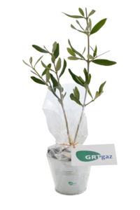 Plant d'arbre en pot zinc - Résineux promotionnel 3