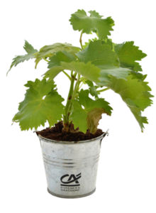 Plant d'arbre en pot zinc - Résineux promotionnel 5