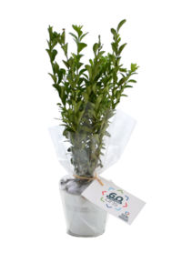 Plant d'arbre en pot zinc - Résineux promotionnel 6