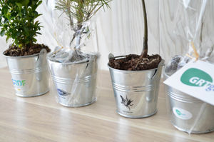 Plant d'arbre en pot zinc - Résineux promotionnel 7