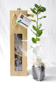 Plant d'arbre en sac kraft - Résineux publicitaire 2