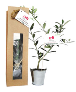 Plant d'arbre en sac kraft - Résineux publicitaire 3