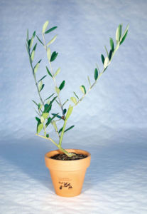 Plant d'arbre en pot terre cuite - Prestige personnalisable 2
