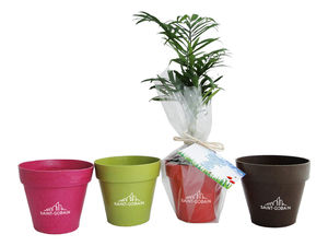 Plante déco en pot Ecolo personnalisable