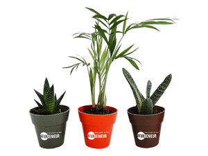 Plante déco en pot Ecolo personnalisable 2