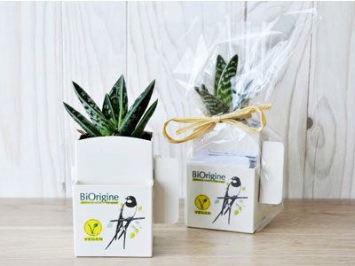 box-plante-depolluante